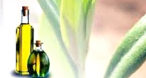 aceite de oliva es nuestro aceite de olivo